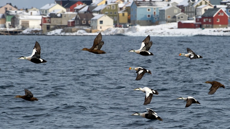 Vardø. Norwegische Landschaftsroute Varanger.
