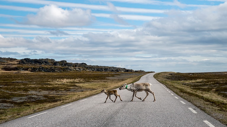 Reintier, Langbubukta. Norwegische Landschaftsroute Varanger.