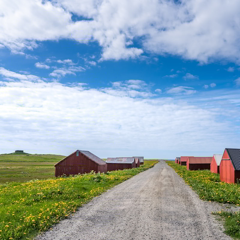 Grusveg omgitt av trehus i åkerlandskap.