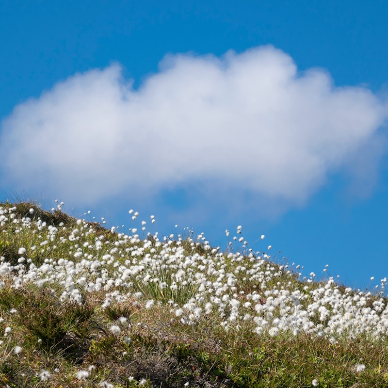 Flowers in the terrain by the path