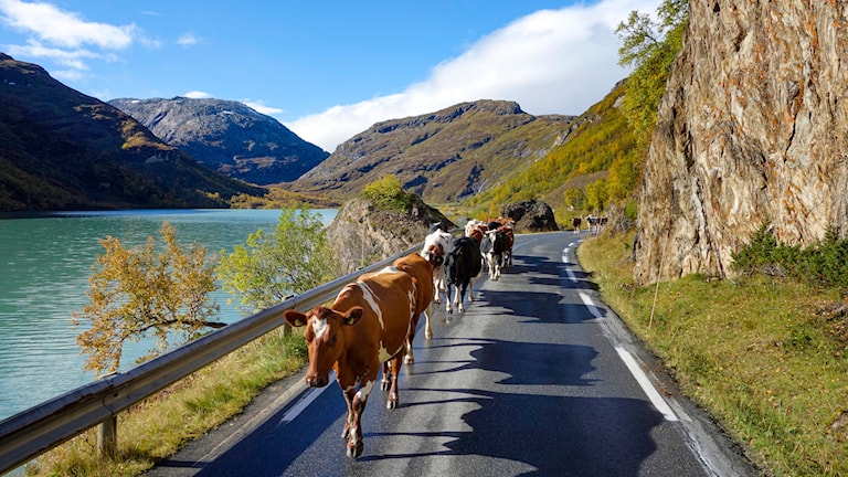 Bøvertunvatnet Lom.