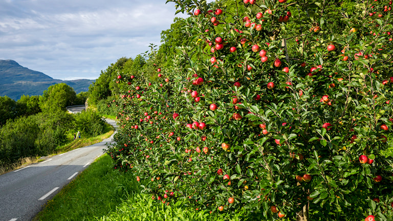 Jondal - Utne.