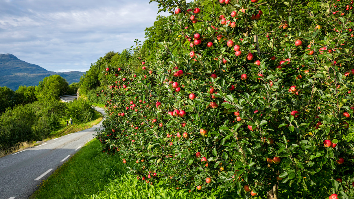 Jondal - Utne.